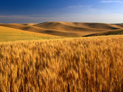 Wheat Fields, Palouse, USA