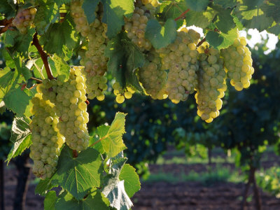Detail of Chardonnay Grape on the Vine, Hunter Valley, New South Wales, Australia