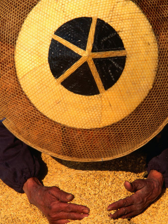 Farmer Wearing a Bamboo Hat Gathering Rice, Guizhou, China