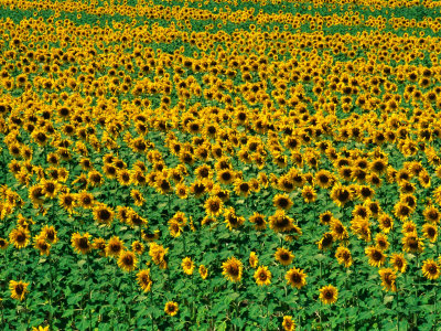 Sunflower Field, Tuscany, Italy