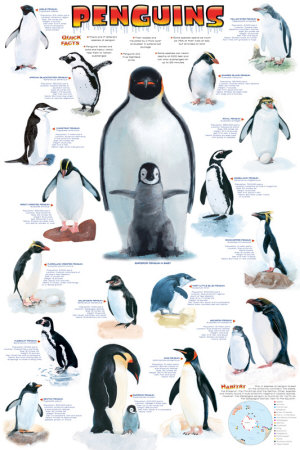Penguins Chart