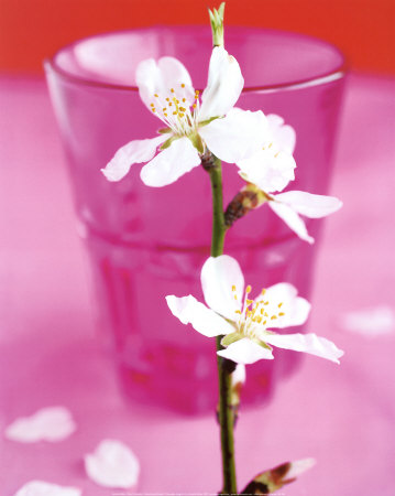 Almond Tree Flower