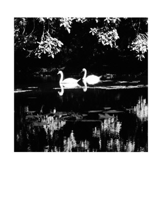 Buy Swans at AllPosters.com