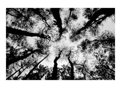 Buy Standing High at AllPosters.com