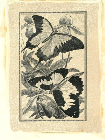 Crackled Butterfly III