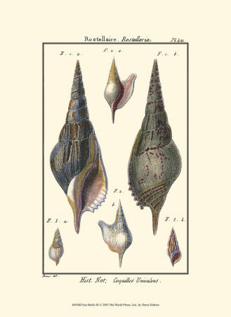 Sea Shells III