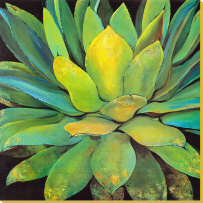 Agave