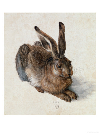 Hare, 1502