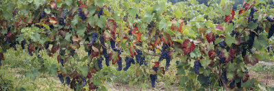 Bunch of Grapes in a Vineyard, Keuka Lake, Finger Lakes, Hammondsport, New York State, USA