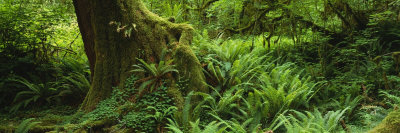Buy Ferns and Vines, Hoh Rainforest, Olympic National Forest, Washington State, USA at AllPosters.com