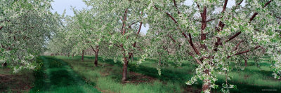 Spring Blossoms on Cherry Trees