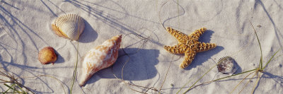 Starfish and Seashells on the Beach, Dauphin Island, Alabama, USA