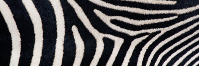 Greveys Zebra Stripes