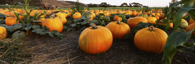 Pumpkins in a Field, Half Moon Bay, California, USA