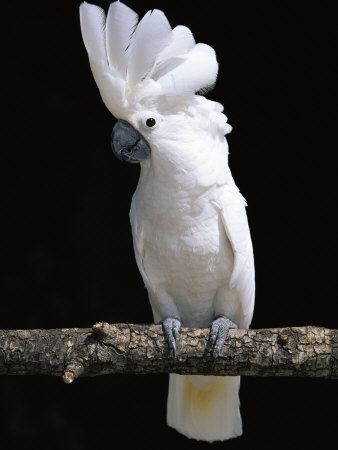 White or Umbrella Cockatoo