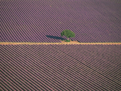 Aerial View of Tree in Lavender Field, Baronnies, Provence, France