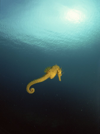 Yellow Seahorse Against Sunlight, Mediterranean Sea