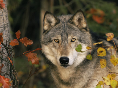Grey Wolf Portrait, USA