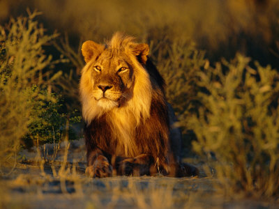 Lion Male, Kalahari Gemsbok, South Africa