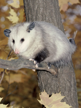 Buy Virginia Opossum in Tree USA at AllPosters.com