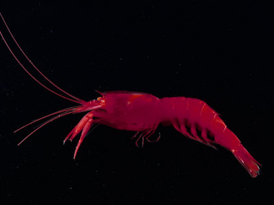 Deep Sea Decapod, Atlantic Ocean Photographed at Surface