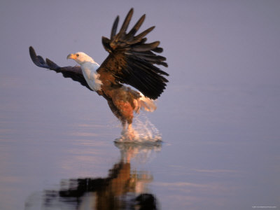 African Fish Eagle Hunting Fish, Chobe National Park, Botswanna