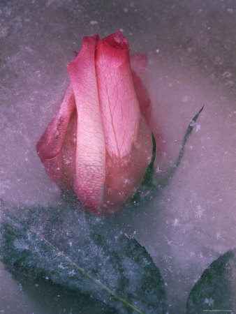 Rose Flower Frozen in Ice Wisconsin, USA