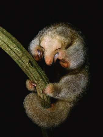 Buy Pygmy Anteater Resting, Guyana, South America, Note Claws for Climbing at AllPosters.com