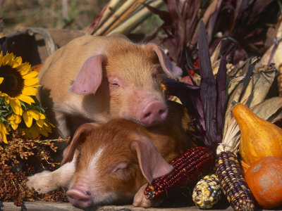 Domestic Piglets, Resting Amongst Vegetables, USA
