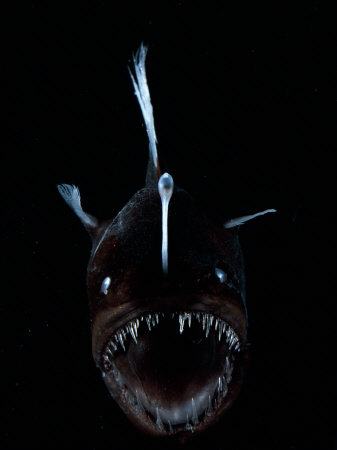 Deep Sea Anglerfish, Female with Lure Projecting from Head to Attract Prey, Atlantic Ocean