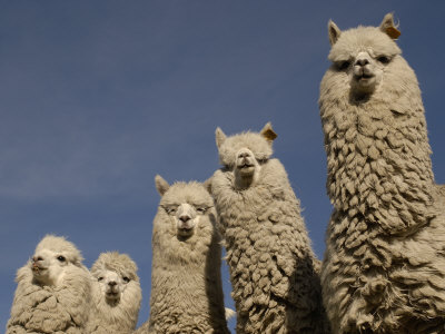 Buy Alpacas, Andes, Ecuador at AllPosters.com