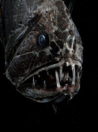 Fangtooth, Bathypelagic Fish (Anoplogaster Cornuta), Deep Sea Atlantic Ocean