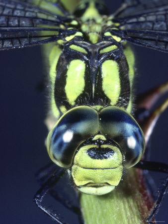 Southern Hawker Dragonfly (Aeshna Cyanea) Male, Close-Up of Eyes, UK