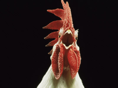 Domestic Chicken, White Leghorn Cockerel Crowing