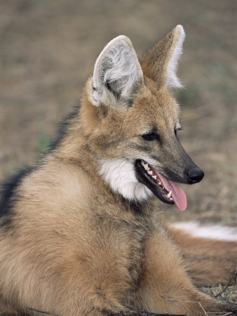 Maned Wolf, Argentina
