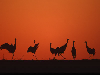 Common Crane Group Dancing Before Sunrise, Hornborga Lake, Sweden, Europe
