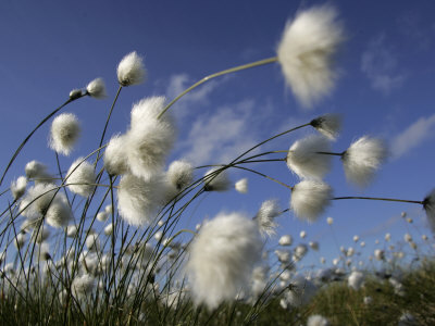 Cotton Grass, Blowing in Wind Against Blue Sky, Norway