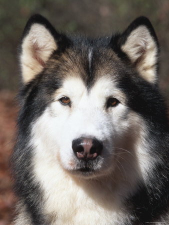 Alaskan Malamute Dog Portrait, Illinois, USA