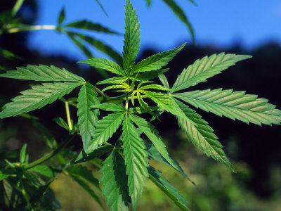 Indian Hemp / Cannabis Plant ...