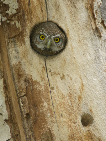 Northern Pygmy Owl, Adult Looking out of Nest Hole in Sycamore Tree, Arizona, USA