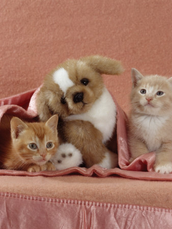 Domestic Cat, Ginger and Cream Kittens with Toy Puppy in a Pink Blanket, Bedroom