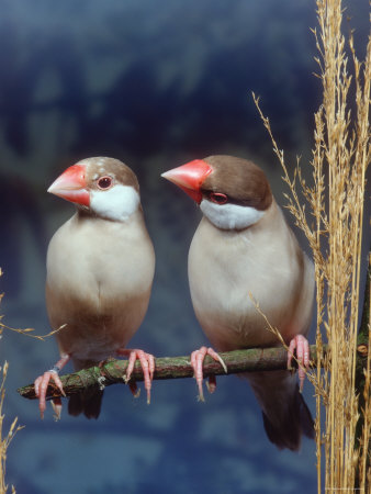 a mating pair of java sparrows perched on a branch just long enough for the two of them