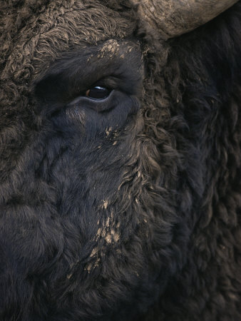 Close-Up Face of European Bison {Bison Bonasus)