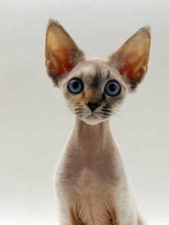Domestic Cat, 16-Week, Female Tabby-Point Devon Si-Rex
