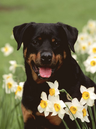 Rottweiler Dog Amongst Daffodils, USA