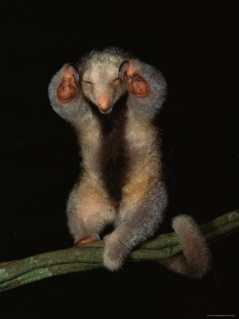 Buy Pygmy / Silky Anteater, South America at AllPosters.com