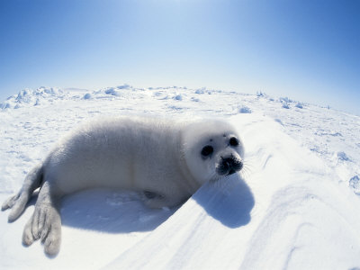 Harp Seal Pup on Ice, Magdalen Is, Canada, Atlantic