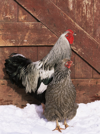 Silver Pencilled Wyandotte Domestic Chicken Pair, in Snow, USA