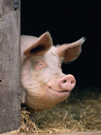 Domestic Pig Looking out of Stable, Europe
