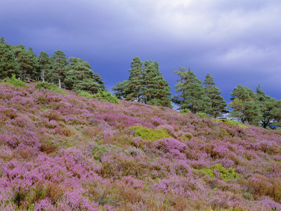Pine Woodland and Heather, Abernethy RSPB Reserve, Cairngorms National Park, Scotland, UK
